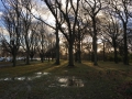 Hagley Park in the Late Afternoon