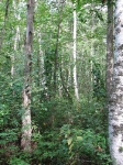 A stand of White Birch Trees